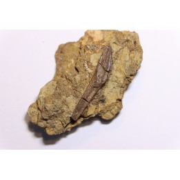 dinosaur tooth - HADROSAURE edmontosaurus annectens - Hell Creek  Formation - upper cretaceous - Dawson County, Montana
