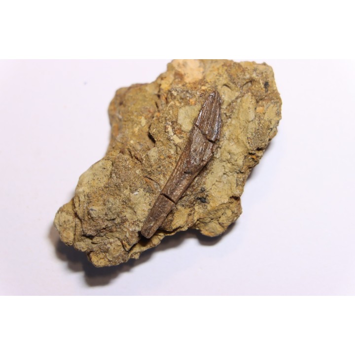 dinosaur tooth - HADROSAURE edmontosaurus annectens - Hell Creek  Formation - upper cretaceous - Dawson County, Montana