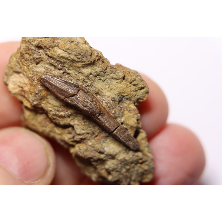 dinosaur tooth - HADROSAURE edmontosaurus annectens - Hell Creek  Formation - upper cretaceous - Dawson County, Montana