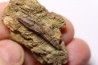 dinosaur tooth - HADROSAURE edmontosaurus annectens - Hell Creek  Formation - upper cretaceous - Dawson County, Montana