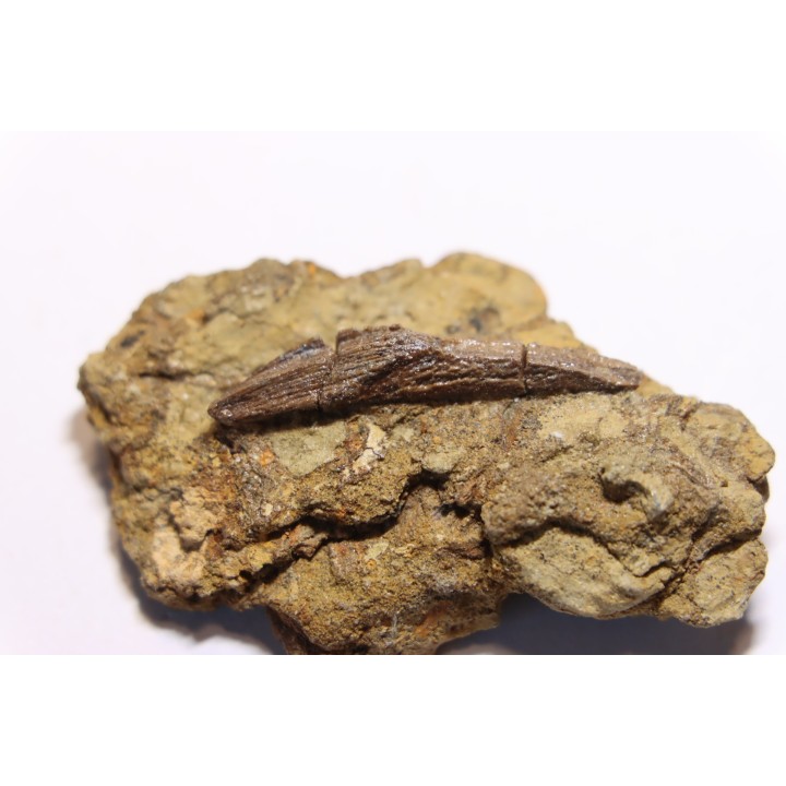 dent de dinosaure à bec de canard: HADROSAURE  edmontosaurus annectens - Hell Creek  Fmt - crétacé sup. - Harding co, S. Dakota