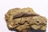 dinosaur tooth - HADROSAURE edmontosaurus annectens - Hell Creek  Formation - upper cretaceous - Dawson County, Montana