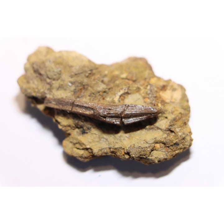 dinosaur tooth - HADROSAURE edmontosaurus annectens - Hell Creek  Formation - upper cretaceous - Dawson County, Montana