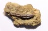 dinosaur tooth - HADROSAURE edmontosaurus annectens - Hell Creek  Formation - upper cretaceous - Dawson County, Montana