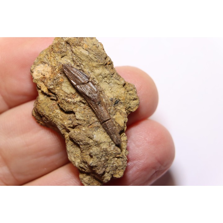 dent de dinosaure à bec de canard: HADROSAURE  edmontosaurus annectens - Hell Creek  Fmt - crétacé sup. - Harding co, S. Dakota