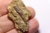dinosaur tooth - HADROSAURE edmontosaurus annectens - Hell Creek  Formation - upper cretaceous - Dawson County, Montana