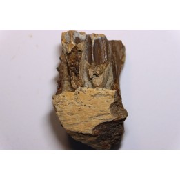 dinosaur tooth - HADROSAURE edmontosaurus annectens - Hell Creek  Formation - lower cretaceous - Dawson County, Montana