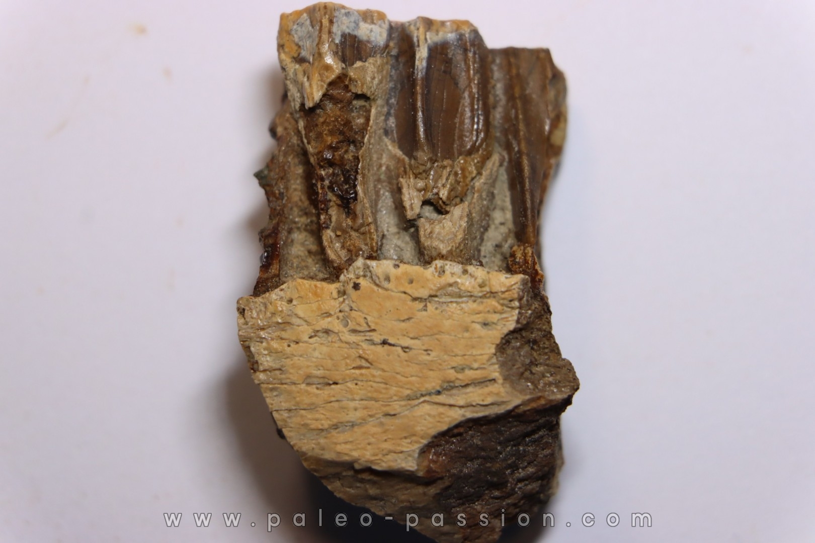 dent de dinosaure à bec de canard: HADROSAURE edmontosaurus annectens - Hell Creek Fmt - crétacé sup. - Dawson County, Montana