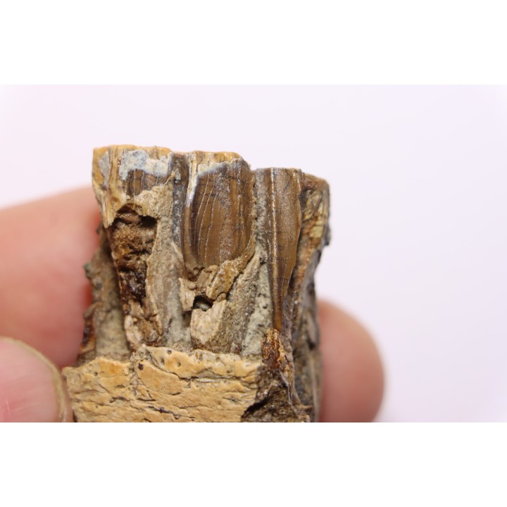 dent de dinosaure à bec de canard: HADROSAURE  edmontosaurus annectens - Hell Creek  Fmt - crétacé sup. - Dawson County, Montana