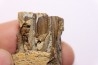 dent de dinosaure à bec de canard: HADROSAURE edmontosaurus annectens - Hell Creek Fmt - crétacé sup. - Dawson County, Montana