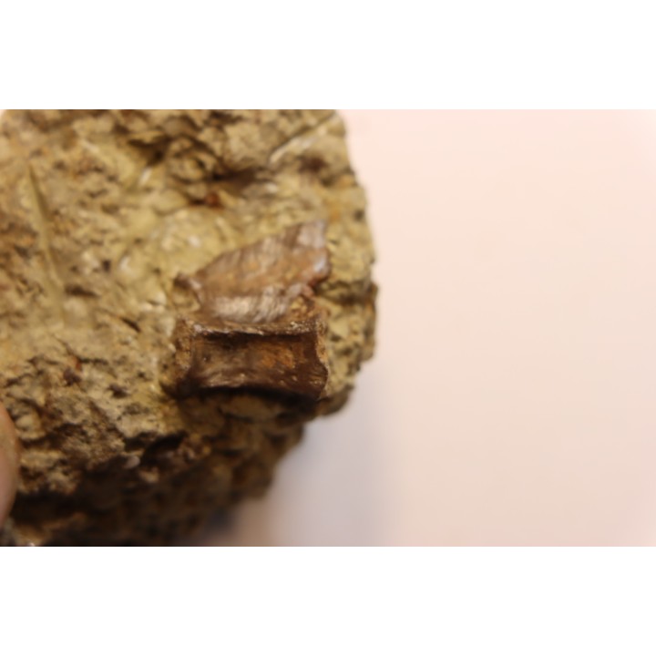 ophiacodon vertebrae  permian  West Texas - USA