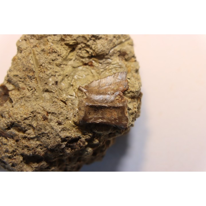 ophiacodon vertebrae  permian  West Texas - USA