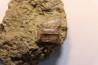 vertèbre d' ophiacodon  permien  West Texas - USA
