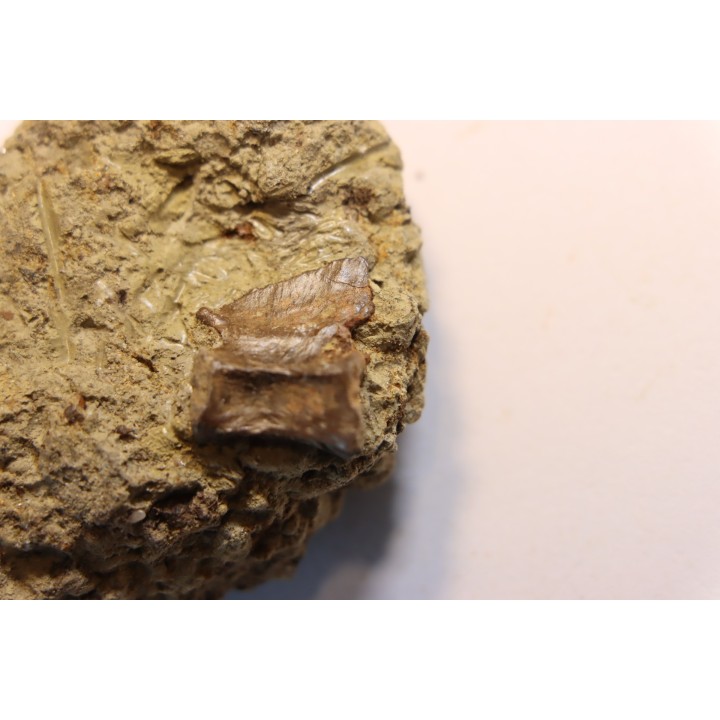 ophiacodon vertebrae  permian  West Texas - USA