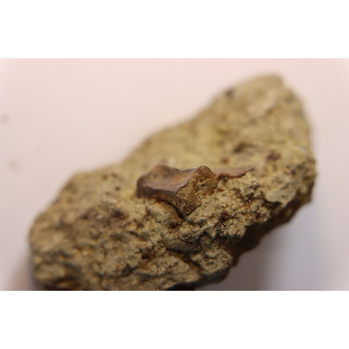ophiacodon vertebrae  permian  West Texas - USA