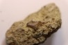 vertèbre d' ophiacodon  permien  West Texas - USA