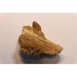 VERY RARE PARTIAL MANDIBULE  XENODENS CALMINECHARI (Longrich, 2021)  Maestrichtian  Oued Zem - Morocco