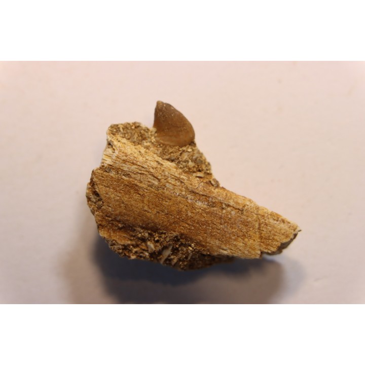 Très rare mandibule partielle de MOSASAURE:  XENODENS CALMINECHARI - Maestrichtien - Oued Zem, Maroc