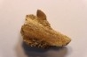 Très rare mandibule partielle de MOSASAURE:  XENODENS CALMINECHARI - Maestrichtien - Oued Zem, Maroc