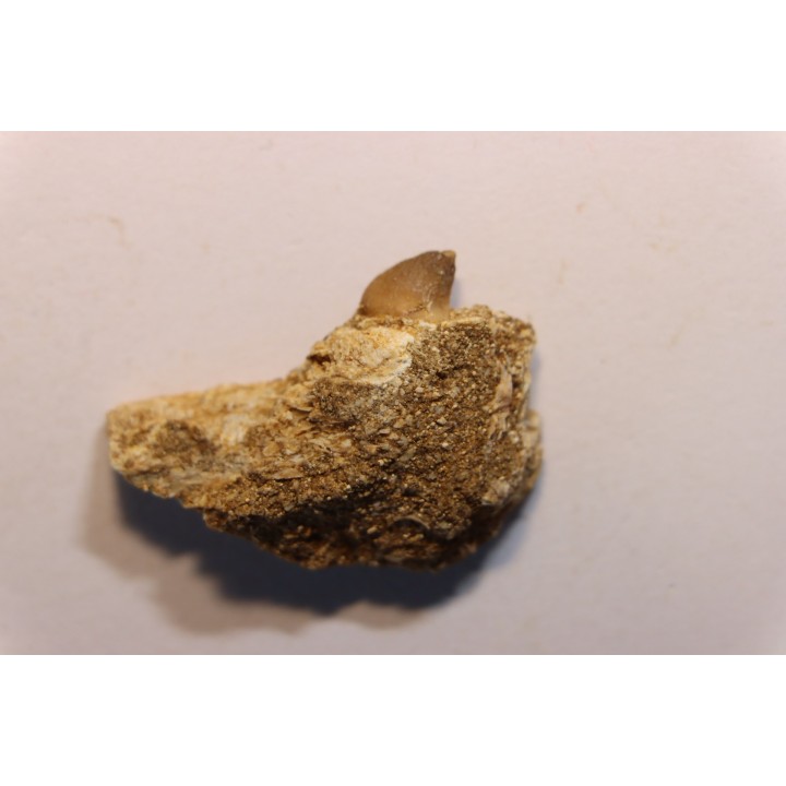 Très rare mandibule partielle de MOSASAURE:  XENODENS CALMINECHARI - Maestrichtien - Oued Zem, Maroc