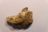 Très rare mandibule partielle de MOSASAURE:  XENODENS CALMINECHARI - Maestrichtien - Oued Zem, Maroc