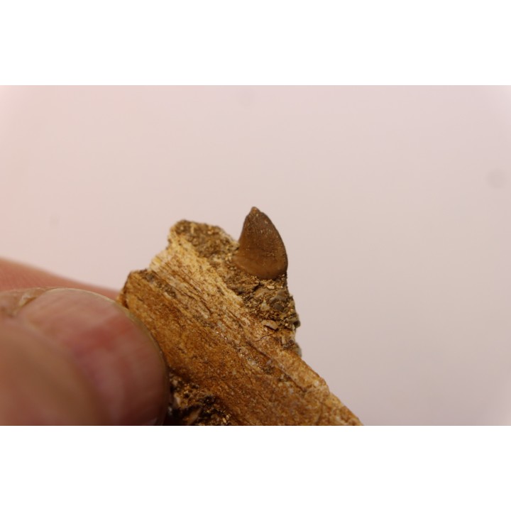 Très rare mandibule partielle de MOSASAURE:  XENODENS CALMINECHARI - Maestrichtien - Oued Zem, Maroc