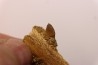 VERY RARE PARTIAL MANDIBULE  XENODENS CALMINECHARI (Longrich, 2021)  Maestrichtian  Oued Zem - Morocco
