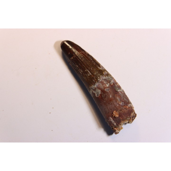 dent de dinosaure SPINOSAURUS AEGYPTIACUS