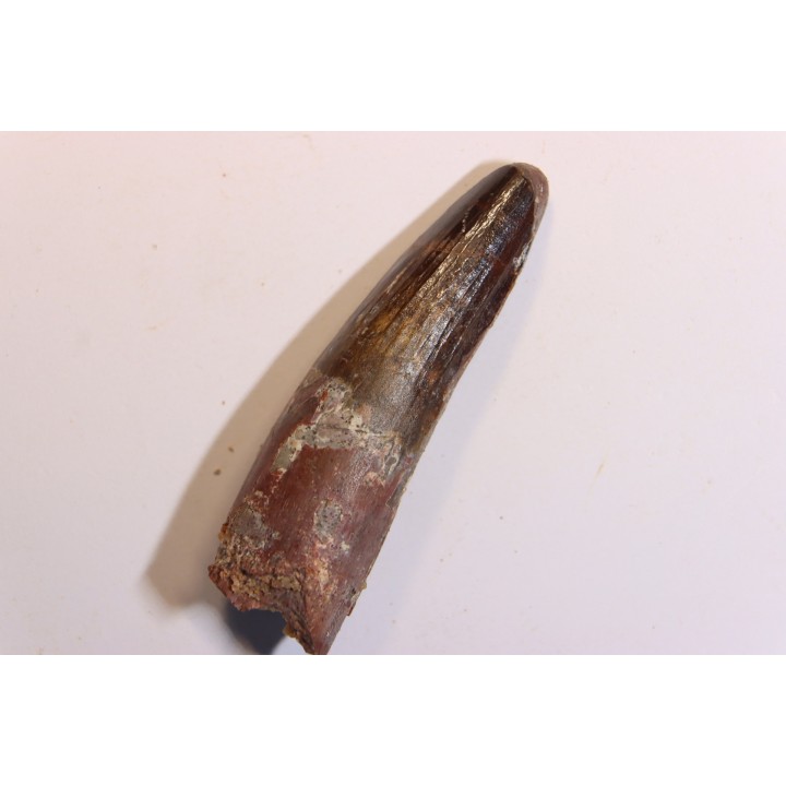 SPINOSAURUS AEGYPTIACUS