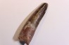 dent de dinosaure SPINOSAURUS AEGYPTIACUS
