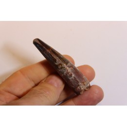 dent de dinosaure SPINOSAURUS AEGYPTIACUS