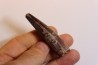 SPINOSAURUS AEGYPTIACUS