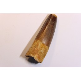 dent de dinosaure SPINOSAURUS AEGYPTIACUS