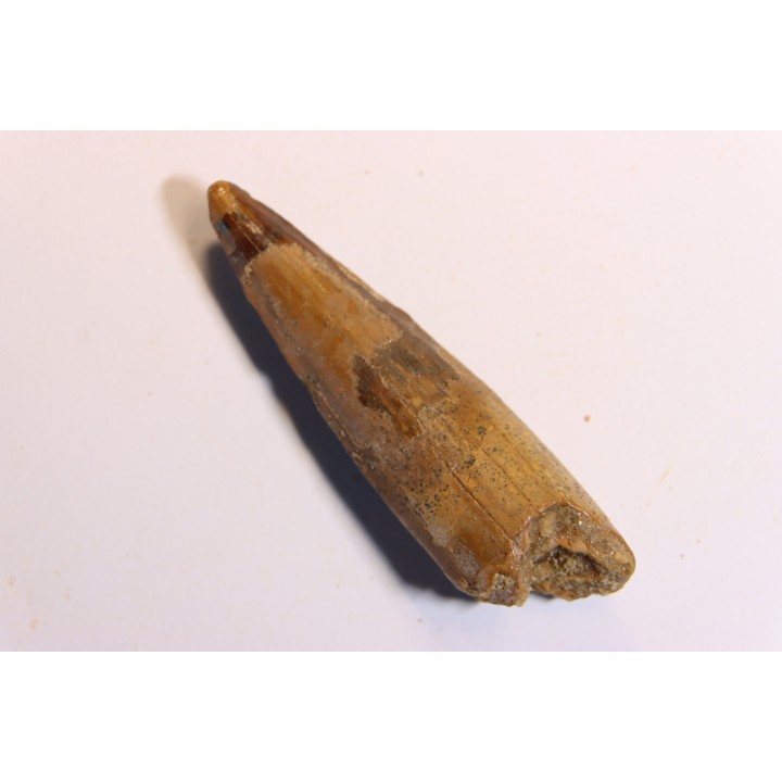 dent de dinosaure SPINOSAURUS AEGYPTIACUS