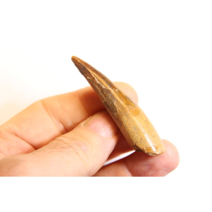 dent de dinosaure SPINOSAURUS AEGYPTIACUS