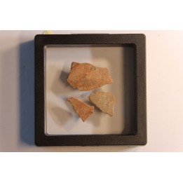 DINOSAUR egg shell MEGALOOLITHUS  - from dinosaur TITANOSAURE  HYPSELOSAURUS