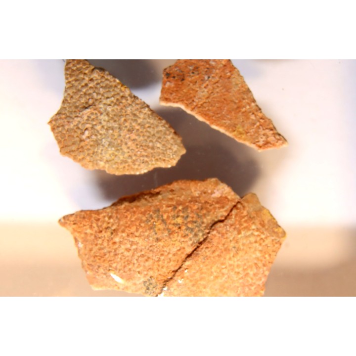 Coquilles d'œufs MEGALOOLITHUS - Du dinosaure TITANOSAURE  HYPSELOSAURUS