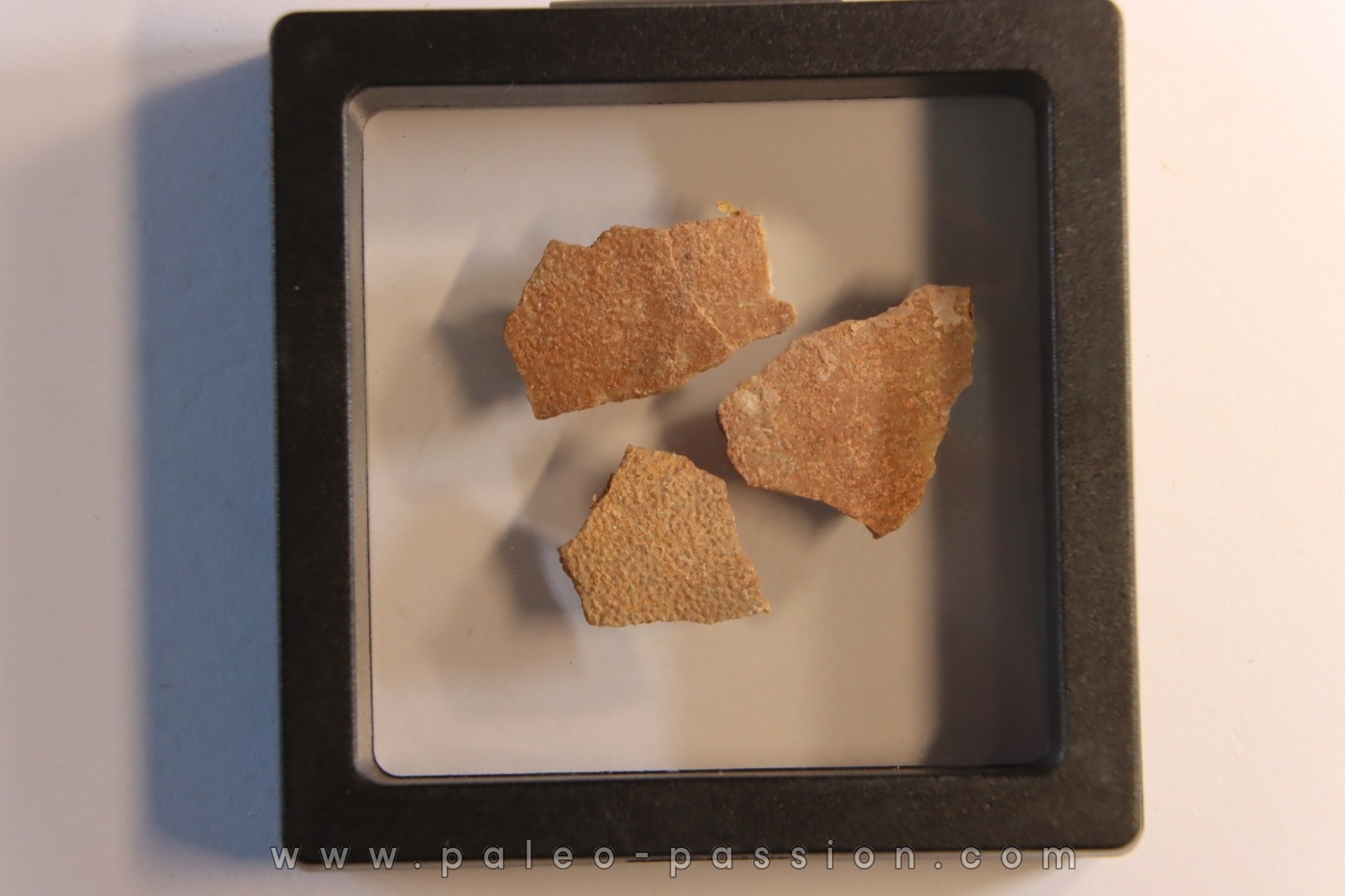 Coquilles d'œufs MEGALOOLITHUS - Du dinosaure TITANOSAURE HYPSELOSAURUS