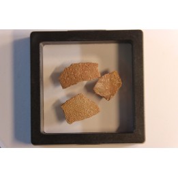 DINOSAUR egg shell MEGALOOLITHUS  - from dinosaur TITANOSAURE  HYPSELOSAURUS