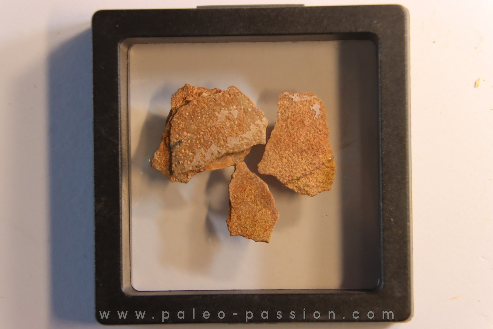 DINOSAUR egg shell MEGALOOLITHUS - from dinosaur TITANOSAURE HYPSELOSAURUS