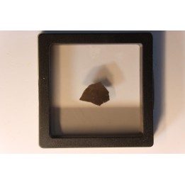 dinosaur Maiasaura peeblesorum egg shell