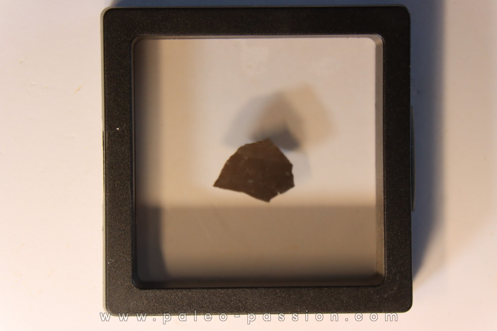coquille d œuf de dinosaure à bec de canard: Maiasaura peeblesorum