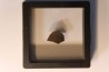 dinosaur Maiasaura peeblesorum egg shell