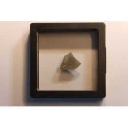 dinosaur Maiasaura peeblesorum egg shell