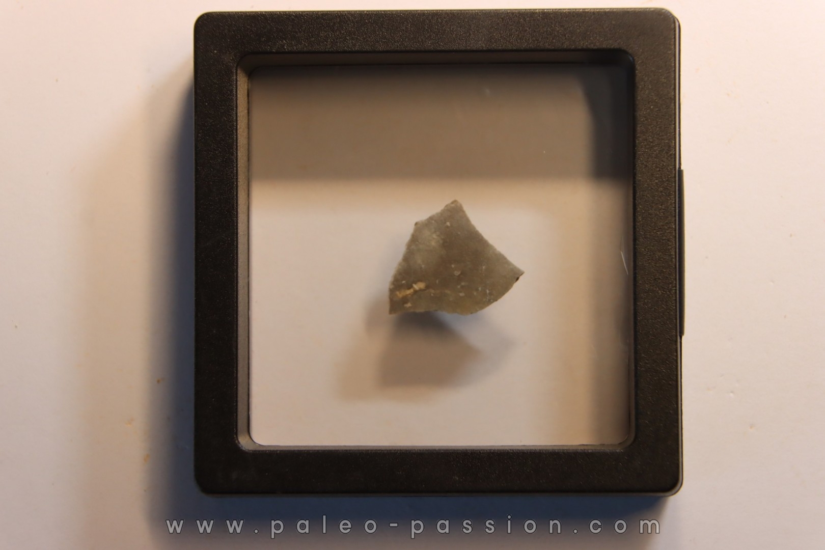 dinosaur Maiasaura peeblesorum egg shell