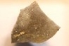 dinosaur Maiasaura peeblesorum egg shell