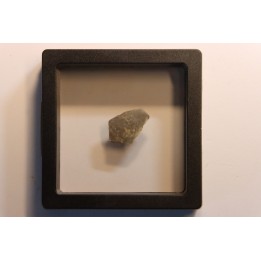 dinosaur Maiasaura peeblesorum egg shell