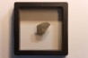 dinosaur Maiasaura peeblesorum egg shell