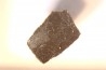 dinosaur Maiasaura peeblesorum egg shell