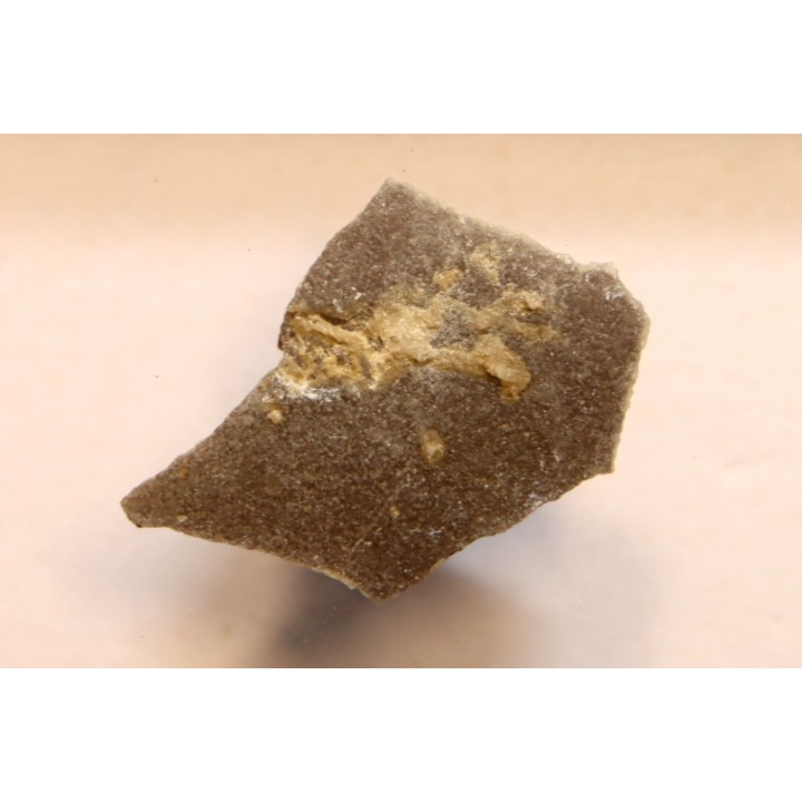 coquille d œuf de dinosaure à bec de canard: Maiasaura peeblesorum